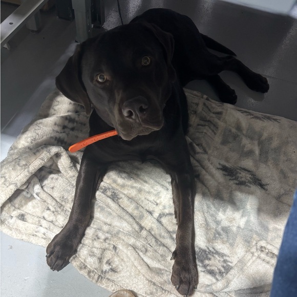 American Eagle Dark Wash Ripped Skinny Jeans - Picture 5 of 5